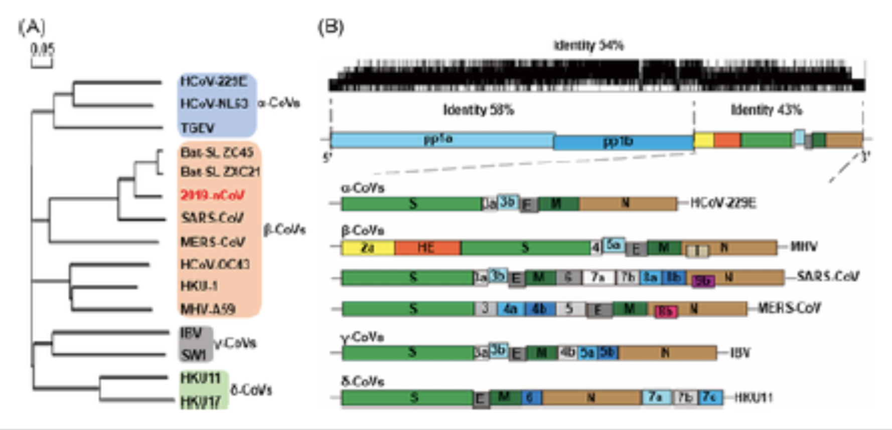 При расшифровке генома яблони было. Геном коронавируса SARS-cov-2. Структура генома коронавируса. Структура коронавирус NCOV 2019. Генетическая структура коронавируса.